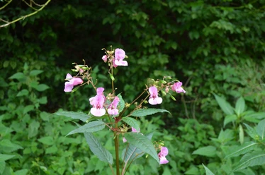 Blühende Pflanzen nahe des Wanderweges Rosa blühende Pflanzen mit kräftigem Blattwerk, umgeben von dichtem Grün am Wanderweg.
