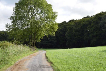 Wanderweg in Ratingen Ein schmaler, befestigter Weg führt durch grüne Wiesen und Bäume. Im Hintergrund ist ein Wald.