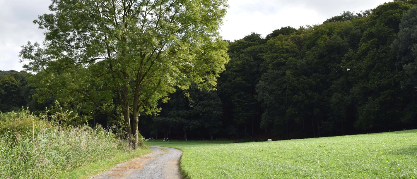 Wanderweg in Ratingen Ein schmaler, befestigter Weg führt durch grüne Wiesen und Bäume. Im Hintergrund ist ein Wald.