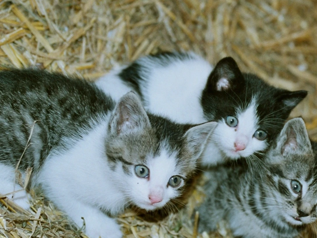 Mühlenhof in Vorwerk Mühlenhof in VorwerkMühlenhof in VorwerkMühlenhof i VorwerkMühlenhof in Vorwerk
