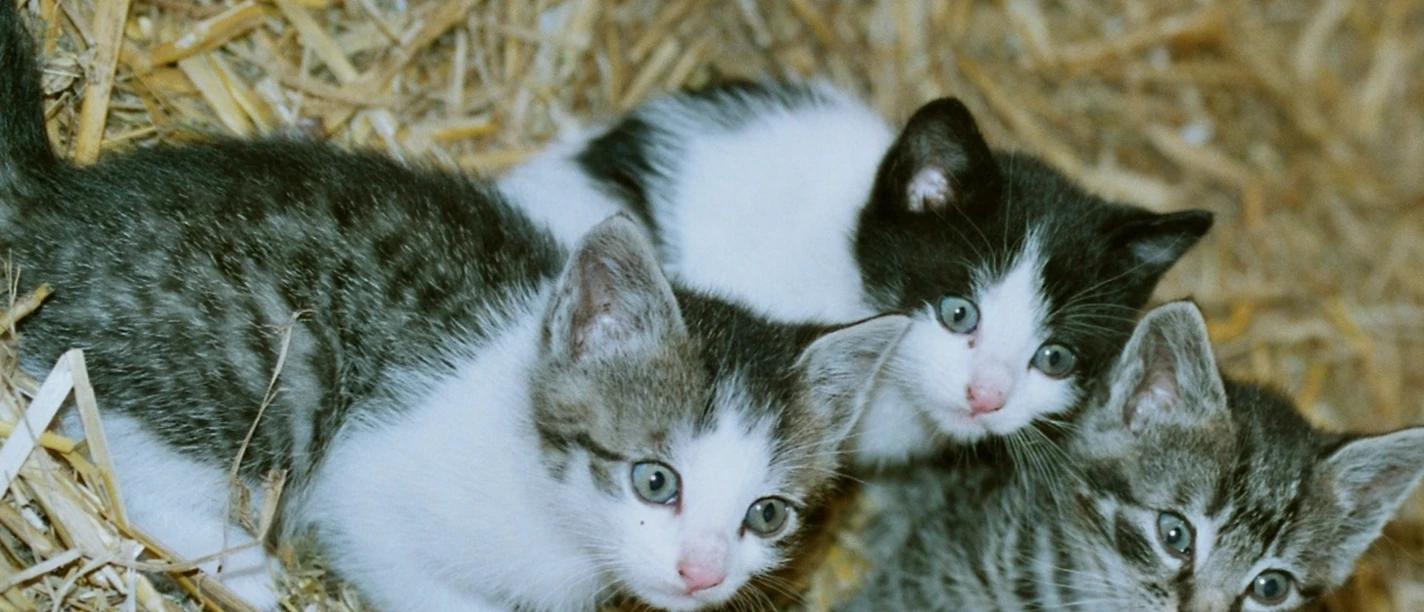 Mühlenhof in Vorwerk Mühlenhof in Vorwerk