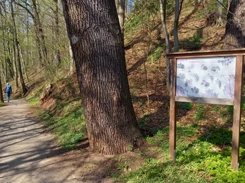 Schautafel am Weg von Wernsdorf zum Muldewehr informiert zu Flora und Fauna