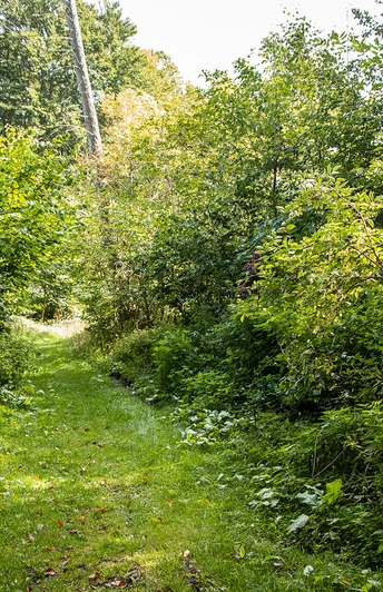 Ein grüner, von Bäumen gesäumter Waldweg, führt in die Tiefe eines dichten, sommerlichen Waldes.