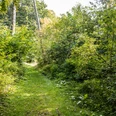 Naturbelassener Pfad am Mythenweg.png Ein grüner, von Bäumen gesäumter Waldweg, führt in die Tiefe eines dichten, sommerlichen Waldes.
