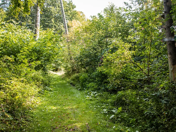 Naturbelassener Pfad am Mythenweg.png Ein grüner, von Bäumen gesäumter Waldweg, führt in die Tiefe eines dichten, sommerlichen Waldes.