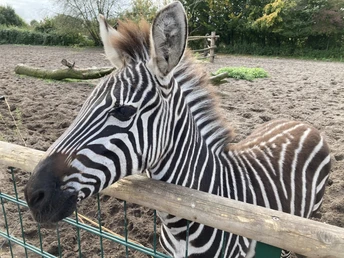 Tierpark Nadermann | Delbrück Tierpark Nadermann | Delbrück