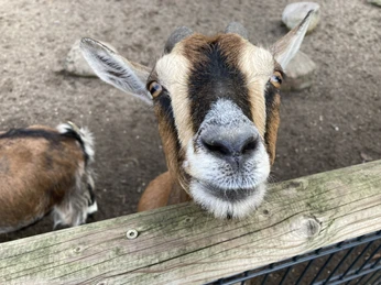 Tierpark Nadermann | Delbrück