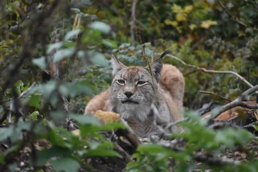 Alternativer Bärenpark Worbis - Luchs Primus Alternativer Bärenpark Worbis - Luchs Primus