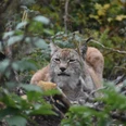Alternativer Bärenpark Worbis - Luchs Primus Alternativer Bärenpark Worbis - Luchs Primus