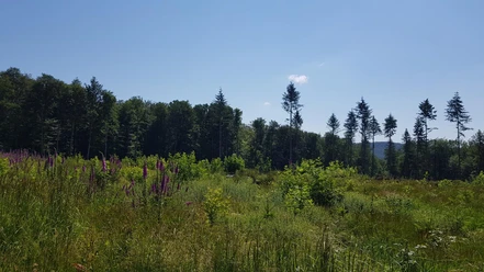 Waldlandschaft im Sommer mit blühenden Blumen und klaren Himmel, umgeben von Baumreihen und Natur.