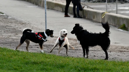 hundestrand-dorum-neufeld.jpg