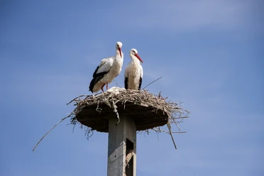Storchennest Zwei Störche stehen auf einem aus Zweigen gebauten Nest auf einem Pfahl vor blauem Himmel.