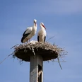 Storchennest Zwei Störche stehen auf einem aus Zweigen gebauten Nest auf einem Pfahl vor blauem Himmel.