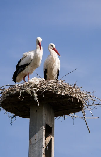 Storchennest Zwei Störche stehen auf einem aus Zweigen gebauten Nest auf einem Pfahl vor blauem Himmel.