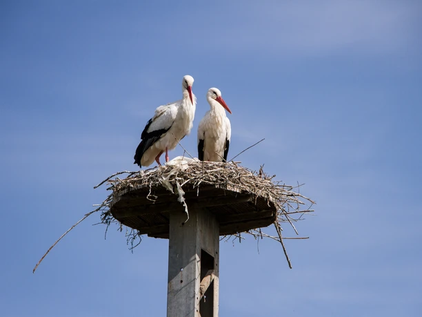 Storchennest Zwei Störche stehen auf einem aus Zweigen gebauten Nest auf einem Pfahl vor blauem Himmel.