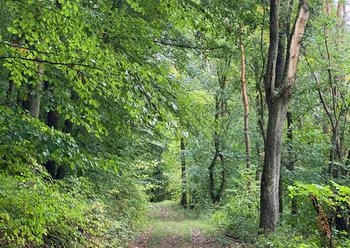 Wanderweg Ein grüner Wanderweg führt durch einen dichten, belaubten Wald voller hoher Bäume und frischem Grün.
