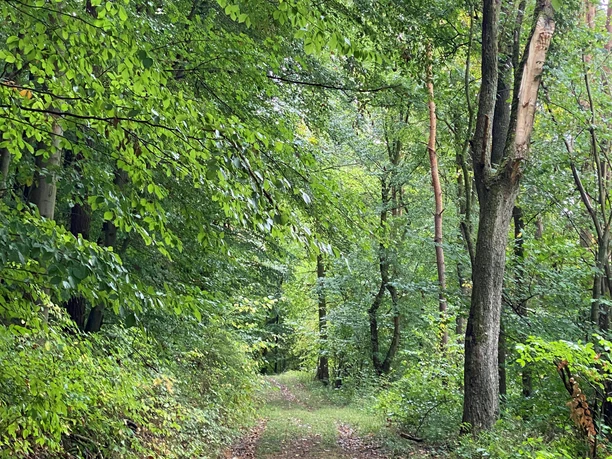 Wanderweg Ein grüner Wanderweg führt durch einen dichten, belaubten Wald voller hoher Bäume und frischem Grün.
