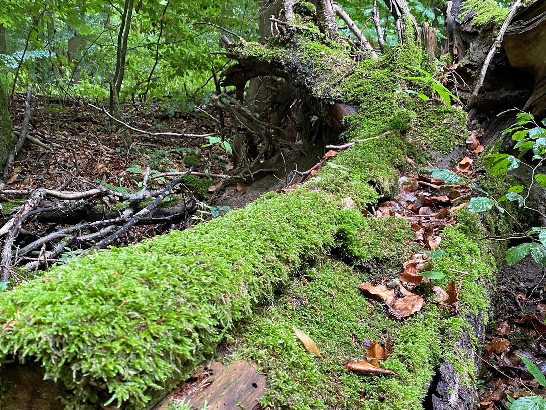 Moosüberzogener umgestürzter Baum in dichtem, grünem Wald mit Blättern und kleinen Ästen.