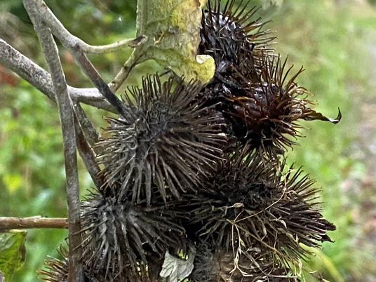 Sich an einem Ast festklammernde, trockene Klette nah am Wegrand, mit unscharfem natürlichen Hintergrund.