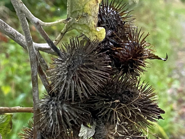 Naturaufnahme.jpg Sich an einem Ast festklammernde, trockene Klette nah am Wegrand, mit unscharfem natürlichen Hintergrund.