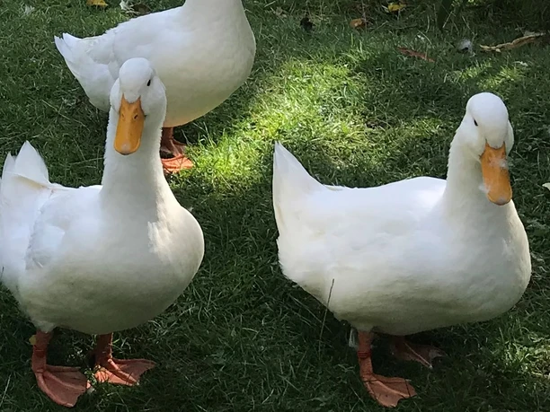 Enten.jpg Drei weiße Enten stehen auf einer grünen Wiese, mit Schatten im Hintergrund.