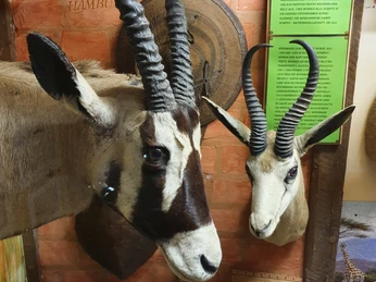 Antilope CC BY-SA - Nils Domack.jpg