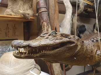 Krokodil CC BY-SA - Nils Domack.jpg