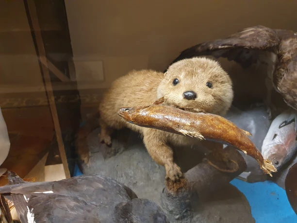 Nerz CC BY-SA - Nils Domack.jpg