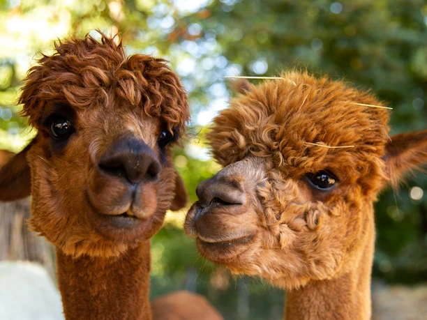 Alpakas vom Haubachtal Zwei neugierige Alpakas mit flauschigem Fell stehen unter Bäumen und blicken direkt in die Kamera.