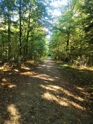waldweg-gehege-rehberg-andreas-nowc-gemeinde-mittelangeln.jpg
