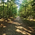 waldweg-gehege-rehberg-andreas-nowc-gemeinde-mittelangeln.jpg