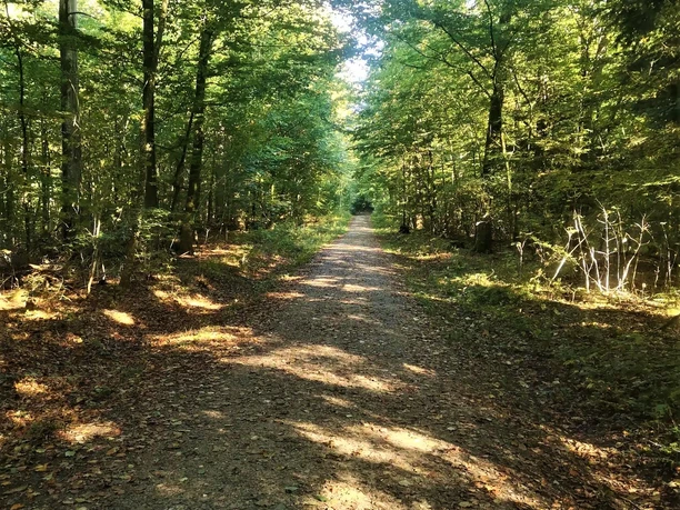 waldweg-gehege-rehberg-andreas-nowc-gemeinde-mittelangeln.jpg