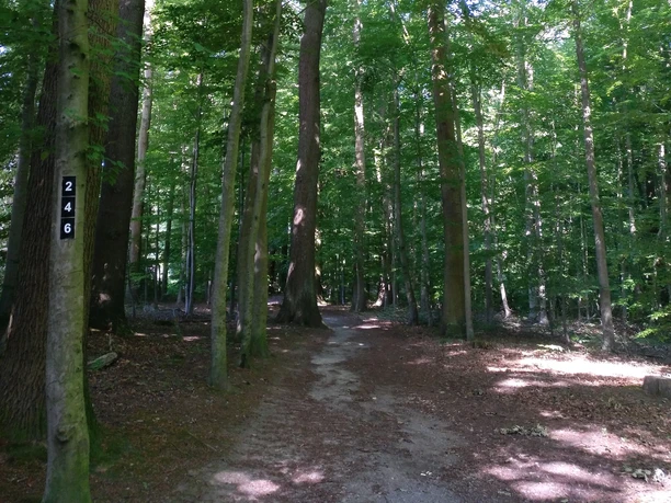 Schattiger Wanderweg durch Salzufler Stadtforst Schattiger Wanderweg durch Salzufler Stadtforst