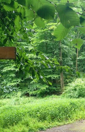 unterwegs am Wandern im Salzufler Stadtwald