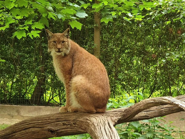 Tiere im Zoo Ludwigslust
