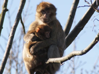 Affen im Tiergarten Ludwigslust