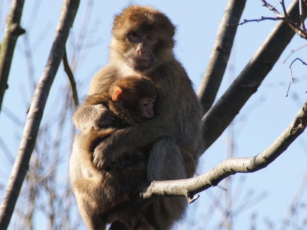 Affen im Tiergarten Ludwigslust