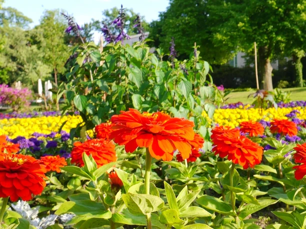 Blühende Blumen im Kurpark nahe Startplatz zur Wandertour Blühende Blumen im Kurpark nahe Startplatz zur Wandertour