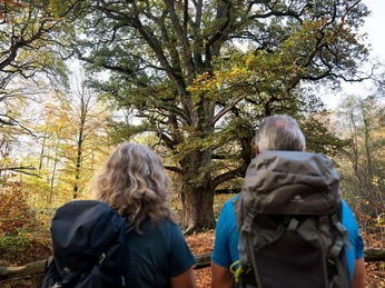 Rapp Eiche Urwald Sababurg