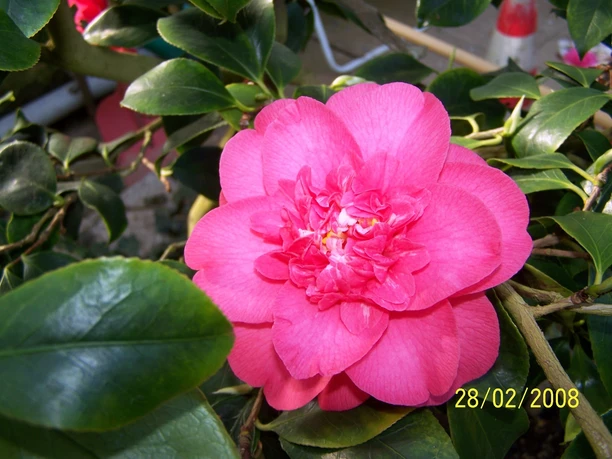 Rote Kamelienblüte Roßwein