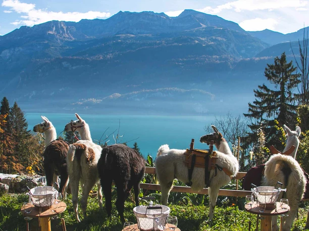 lama-ranch-brienz-lamas-herbs-breinzersee-axalp.jpg