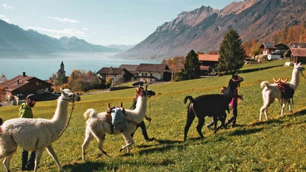 lama-ranch-brienz-trekking-unterwegs-brienzersee.jpg