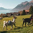 lama-ranch-brienz-trekking-unterwegs-brienzersee.jpg