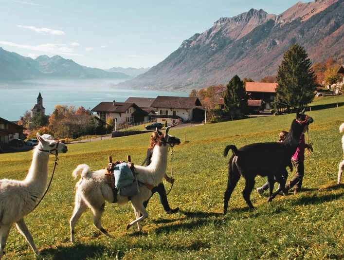lama-ranch-brienz-trekking-unterwegs-brienzersee.jpg