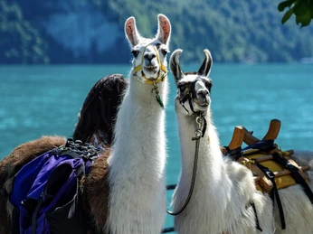 lama-ranch-brienz-lamas-brienzersee.jpg