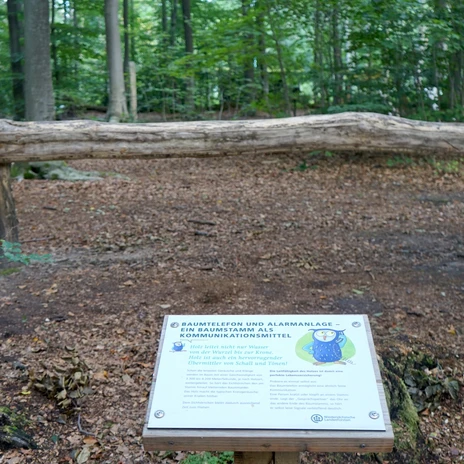 walderlebnispfad-zweidorferholz-baumtelefon-beate-ziehres-zeitorte.jpg