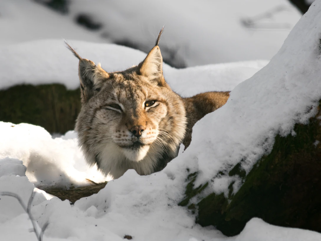 Luchs_Winter.jpg
