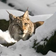 Luchs_Winter.jpg