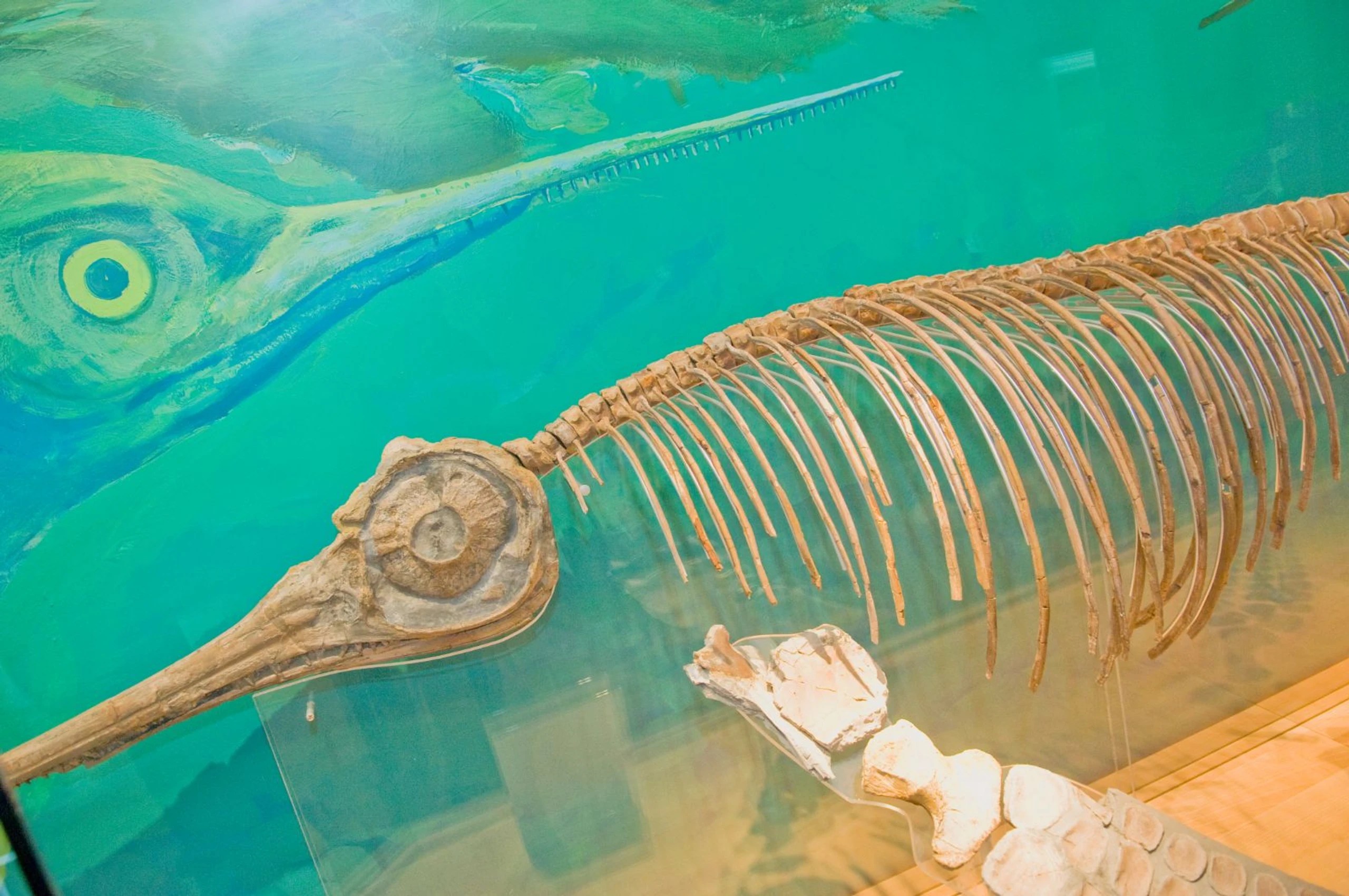 02_Fischsaurier©Geopark HBLO_H.Preller.jpg