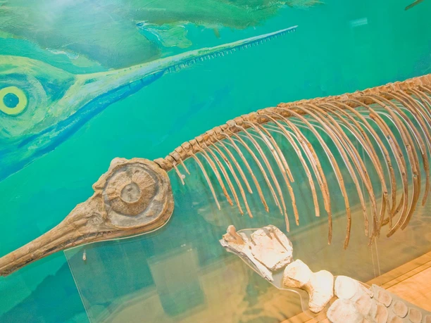 02_Fischsaurier©Geopark HBLO_H.Preller.jpg Fischsaurier im Geopark-Informationszentrum Königslutter.
